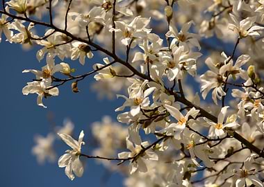 White Magnolia Blossoms