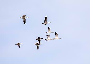 Snow Geese Flying in V Formation