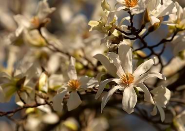 Magnolia Blossoms