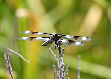 Dragonfly on Branch