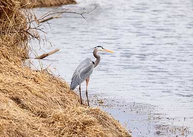 Great Blue Heron by the Water