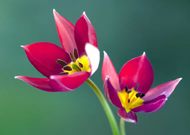 Two Red Tulips