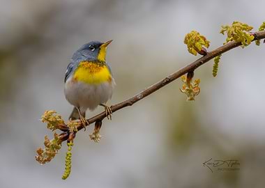 Northern Parula on Branch