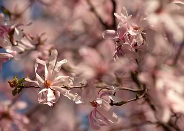 Pink Magnolia Blossoms