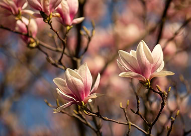 Pink Magnolia Blossoms