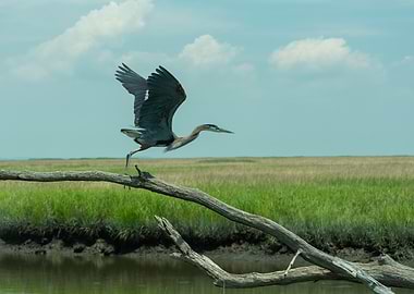 Great Blue Heron Taking Flight