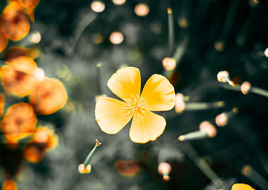 Yellow Flower Close-Up (Star Burst)