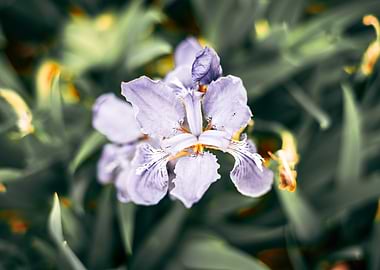 Purple Iris Flower (Lavender Breeze)