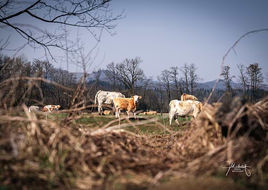 Cows in a Field