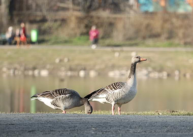 Two Geese by the Lake