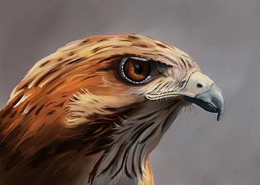 Hawk Portrait