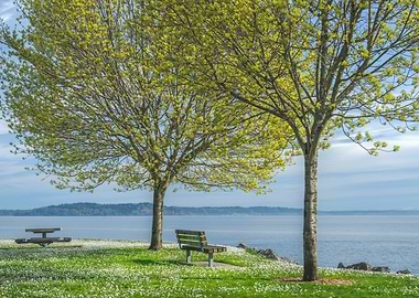 Park Bench by the Water