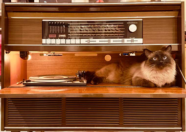 Cat on Vintage Record Player