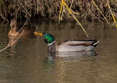 Mallard Duck in Water