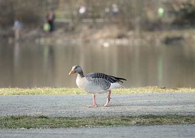 Goose Walking by a Lake