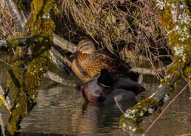 Mallard Ducks in Water