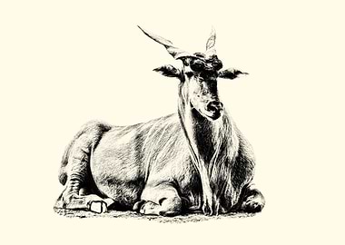 Eland Antelope Drawing