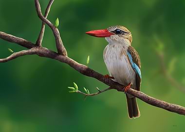 Brown-hooded Kingfisher