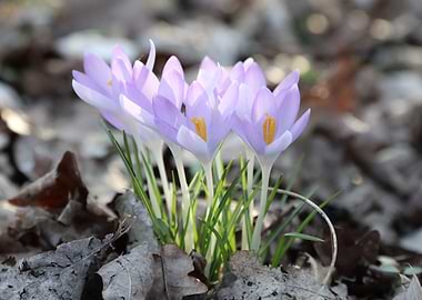 Purple Crocuses in Bloom