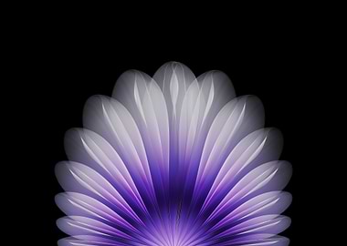 Purple and White Flower Abstract