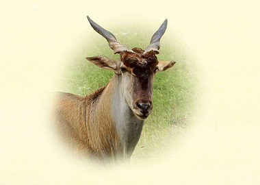 Eland Antelope Portrait