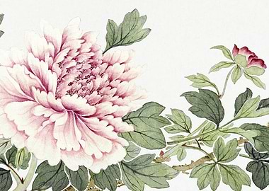 Pink Peony Watercolor