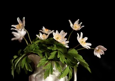 White Flowers in Vase