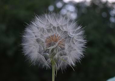 Dandelion Seeds
