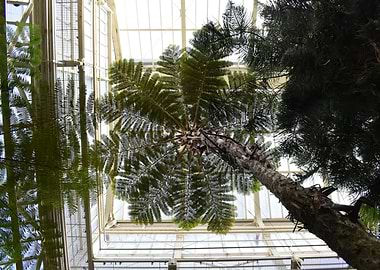 Tree in a Glasshouse