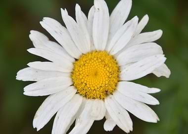White Daisy Close-Up