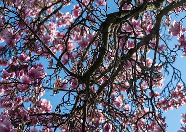Pink Magnolia Tree