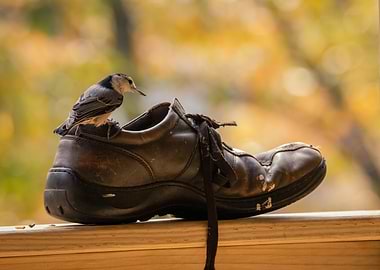 Bird on a Shoe