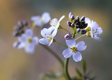 Delicate Purple Flowers