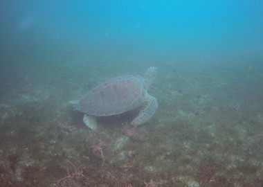 Underwater Sea Turtle