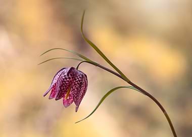 Snake's Head Fritillary Flower