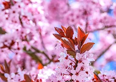 Pink Cherry Blossom Branch