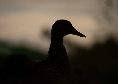 Duck Silhouette