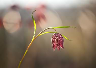 Single Snake's Head Fritillary