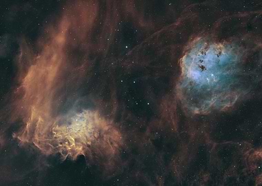 Flaming Star and a couple of Tadpoles