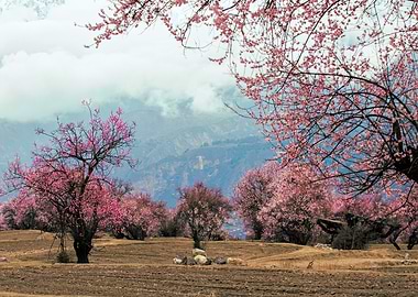 Pink Blossom Trees in Mountains