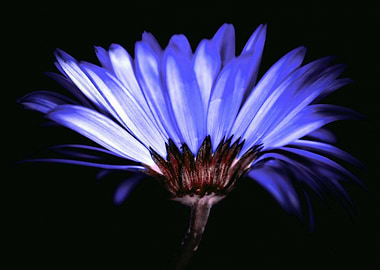 Blue Flower Close-Up