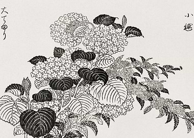 Japanese Hydrangea Print
