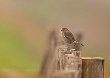 Robin on Fence Post