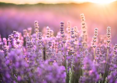 Lavender Field Sunset