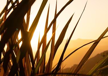 Sunset Through Grass Blades