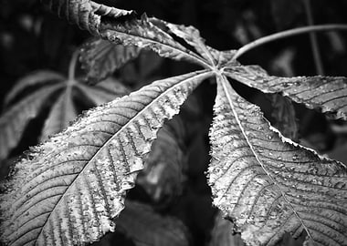 Black and White Leaf Detail