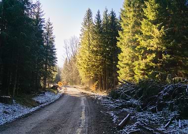 Forest Path in Winter