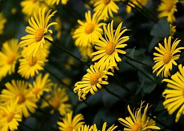 Yellow Flowers in Bloom