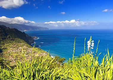 Coastal Landscape with White Flowers, Madeira