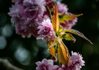 Pink Cherry Blossom Close-Up